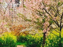 场地-东湖磨山景区樱花园-停车场