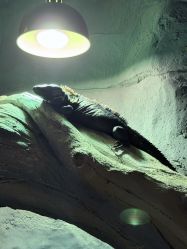 -Zoolung Zoolung动物主题公园(海信广场店)