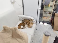 -创凡宠物医院·骨专科  猫科中心(西乡分院)