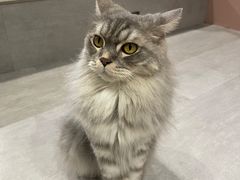 -猫儿山۰猫主题餐厅