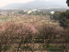 -香雪海