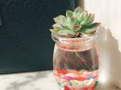 -秦美花卉(天朗·莱茵小城2期店)