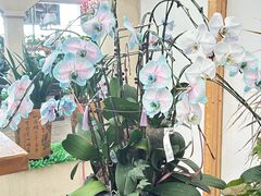 -荷兰花海