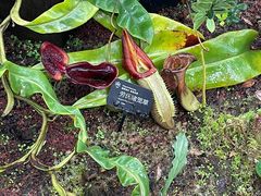 -昆明植物园