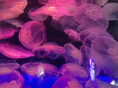 -青岛海底世界-水族馆