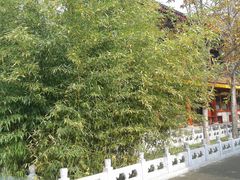 -紫竹院公园冰场