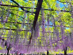 -嘉定紫藤园