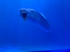 -多彩贵州城极地海洋世界