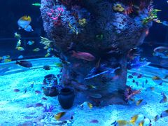 -芜湖新华联大白鲸海洋公园