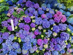 -深圳仙湖植物园