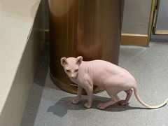 -飞行喵MR PILOT|猫舍·猫咖(静安大融城店)