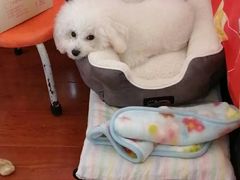 -翊宠yipet猫狗购宠庄园犬舍•猫舍