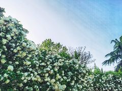 -上海滨江森林公园