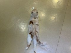 -藏猫猫咖啡主题馆(中央大道店)