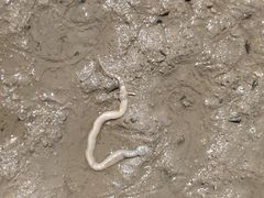 -北海金海湾红树林生态旅游区