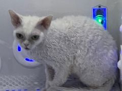 -爱洗澡的猫(望京店)