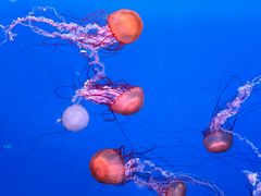 -大连老虎滩海洋公园