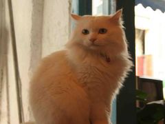 -Babycat私家御饼屋(龙头路一店)