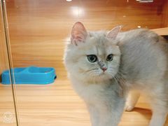 -猫十亿·布偶金渐层·曼基康矮脚猫舍(青年路店)
