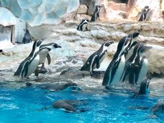 -帝企鹅自助餐厅•儿童岛•真企鹅(长隆企鹅酒店)