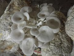 -仙蘑洞