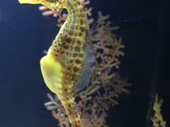 -暹罗海洋世界