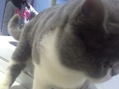 -喵的天空名猫咖啡馆·撸猫·猫舍·用品