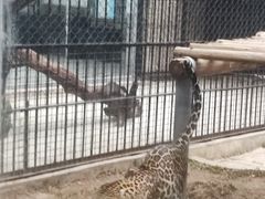 -深圳野生动物园