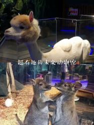 -未来动物城动物主题公园(大悦城店)