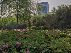 -莲花池公园