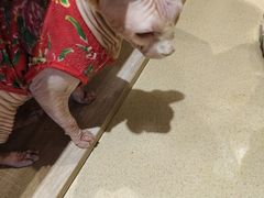-藏猫猫咖啡主题馆(中央大道店)