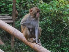 -西双版纳原始森林公园