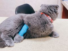 -艾贝尔宠物医院·狂犬免疫点(江山金象城店)