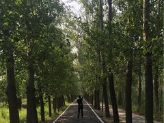 -微山湖红荷湿地景区