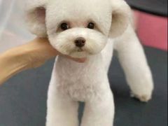 -FAELING PETS美天灵宠物(合生汇店)