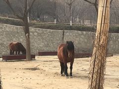 -石家庄市动物园