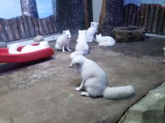 -芜湖新华联大白鲸海洋公园