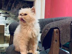 -猫色咖啡·猫咖