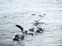 -星海湾跨海大桥
