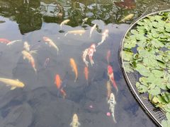 -桃园盛宴·岭南粤菜·手工茶点(南庄店)