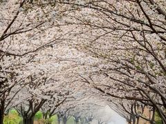 -高东镇樱花园