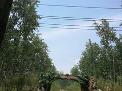 -合肥滨湖国家森林公园