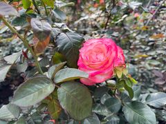 -人民公园(罗湖区)