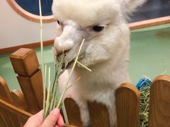 -藦茜花园宠物主题亲子互动体验馆(国顺东路店)