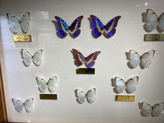 -上海昆虫博物馆