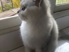 -纳吉亚猫专科动物诊疗中心(蒋宅口分院)