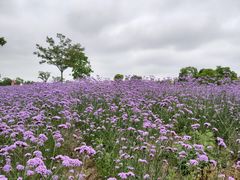 -同里国家湿地公园