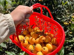 -塘栖枇杷特色园区