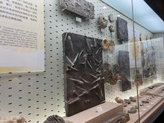 -浙江自然博物院(杭州馆)