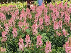 -天适樱花悠乐园